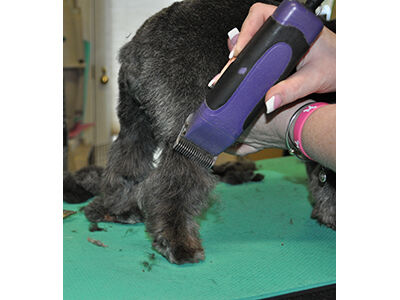 How to Learn the Asian Fusion Pet Grooming Technique